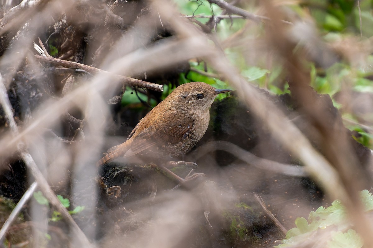 Winter Wren - ML650542878