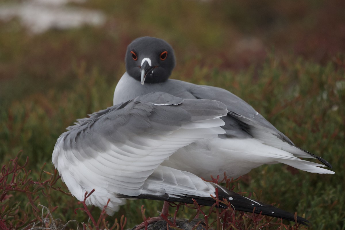 Swallow-tailed Gull - ML650542918