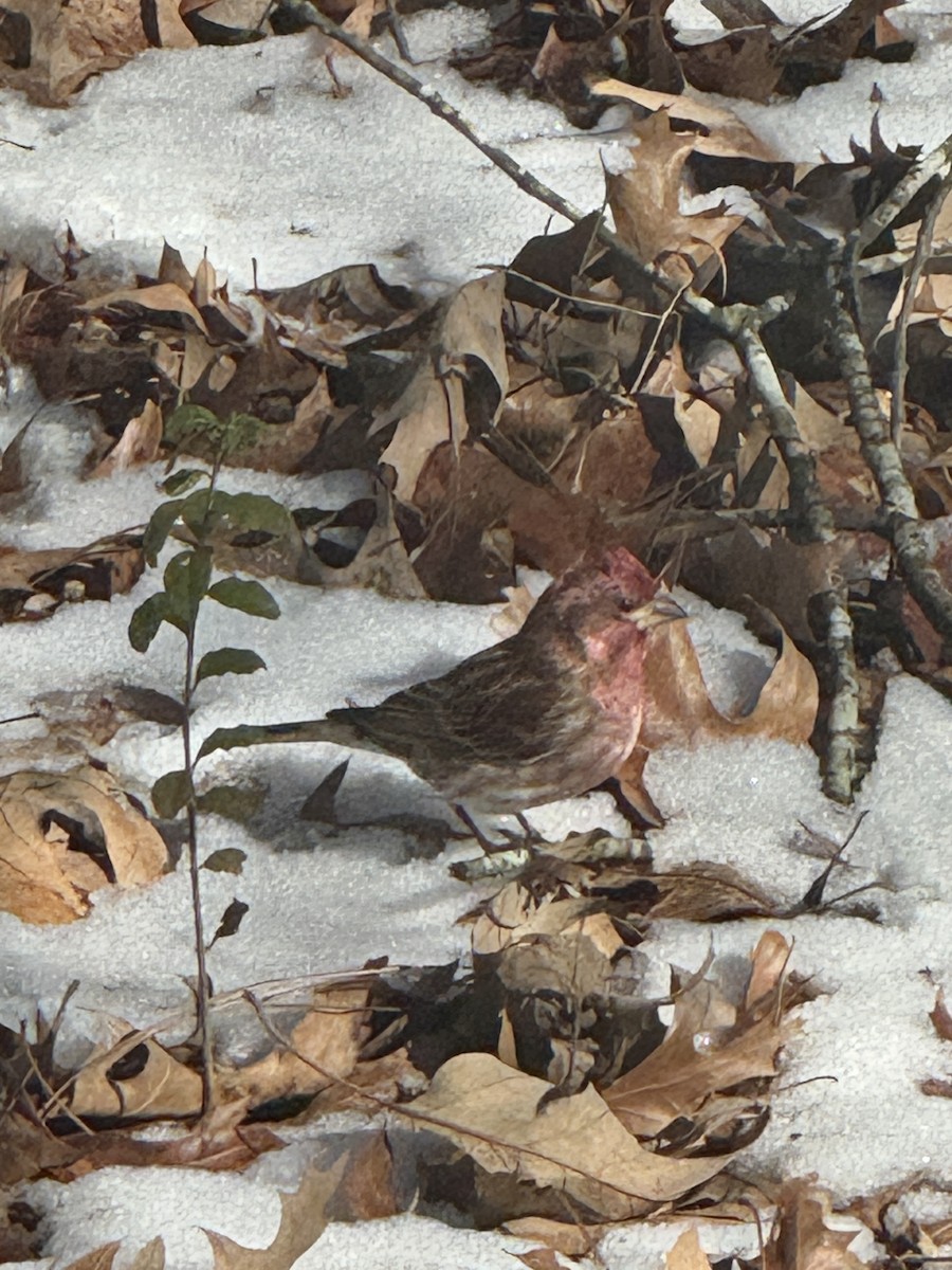Purple Finch - ML650542933