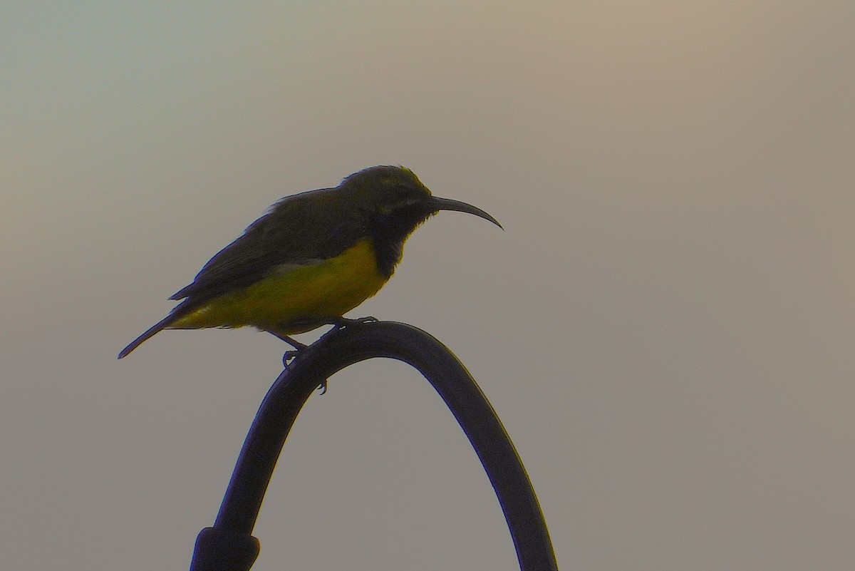 Sahul Sunbird - ML650543105