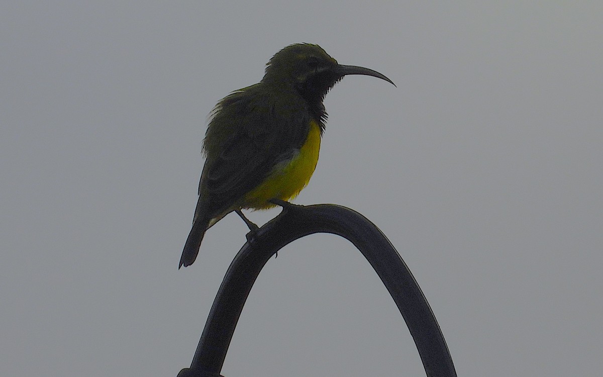 Sahul Sunbird - ML650543138