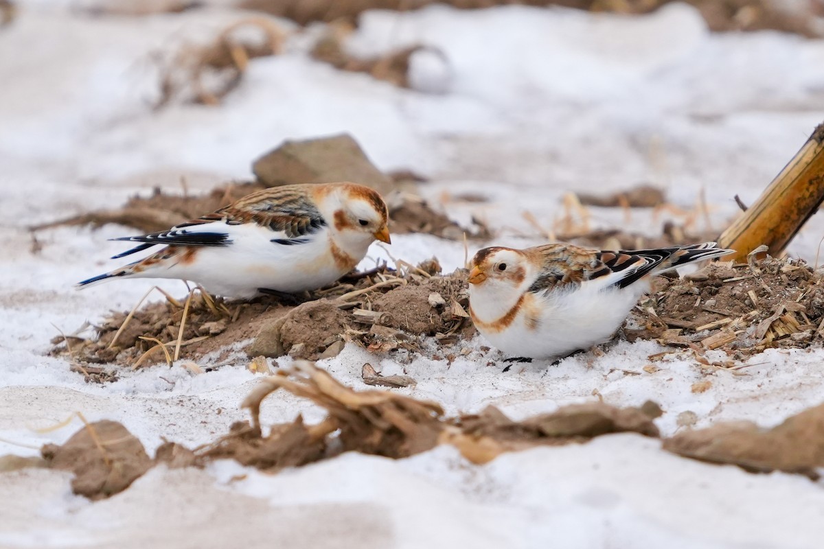 Escribano Nival - ML650543321