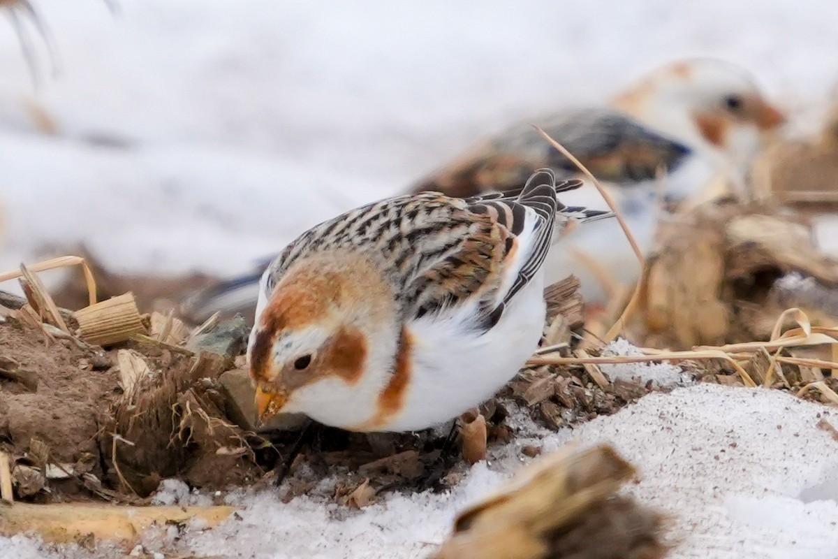 Escribano Nival - ML650543322