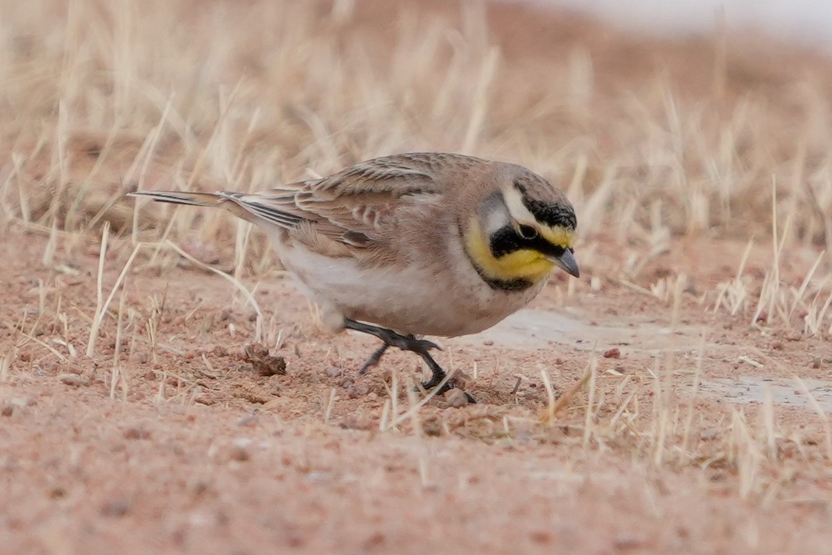 Alondra Cornuda - ML650543643