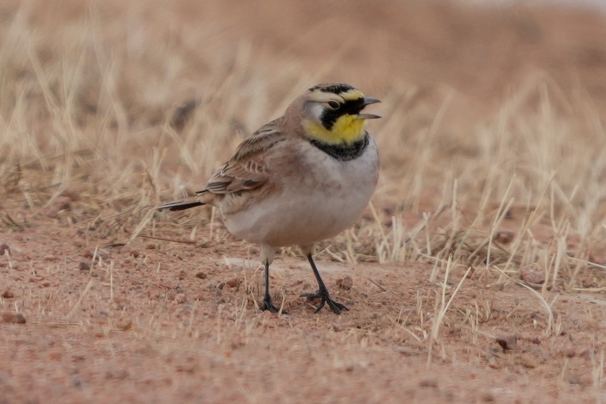 Alondra Cornuda - ML650543644