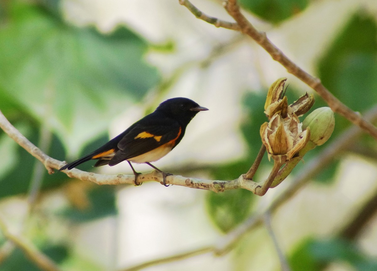 Горихвостковая древесница - ML650544142