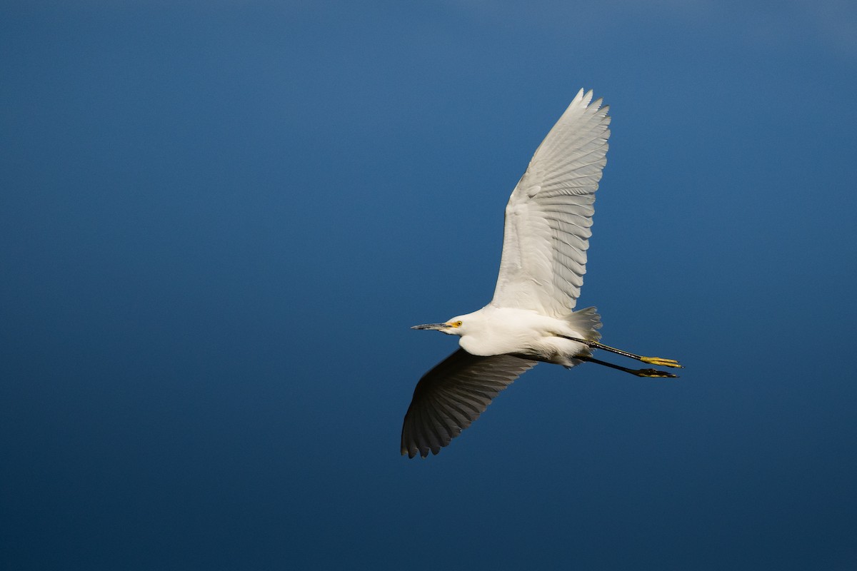 Snowy Egret - ML650544409