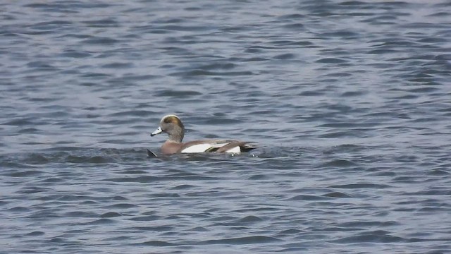 Свищ американський - ML650544524