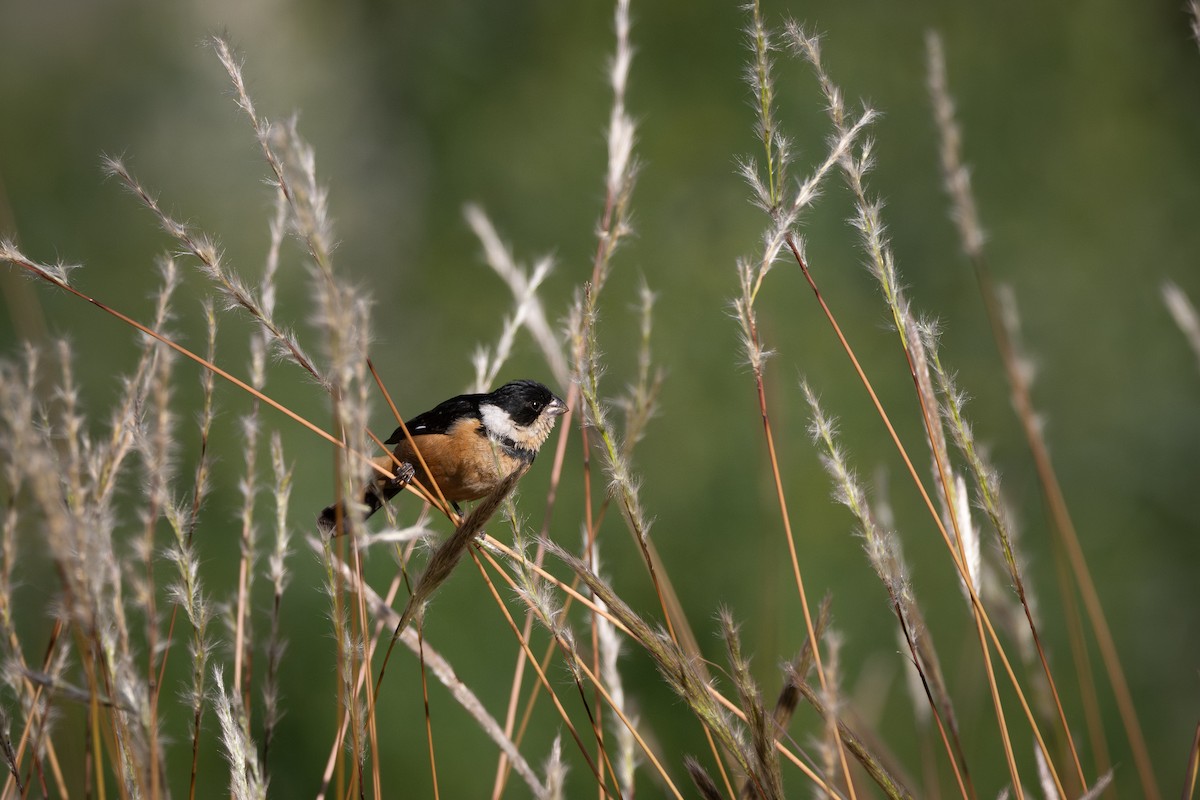 Cinnamon-rumped Seedeater - ML650544525