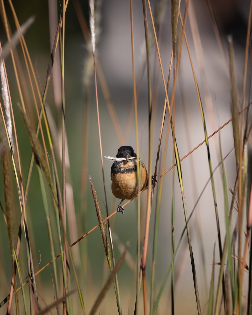 Cinnamon-rumped Seedeater - ML650544526