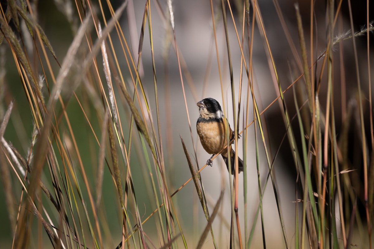 Cinnamon-rumped Seedeater - ML650544530