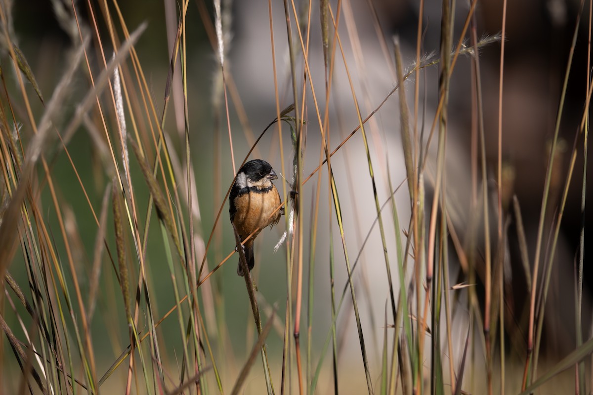 Cinnamon-rumped Seedeater - ML650544531