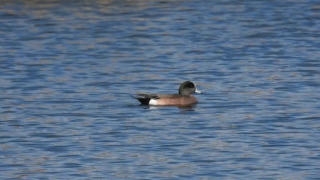 Свищ американський - ML650544551