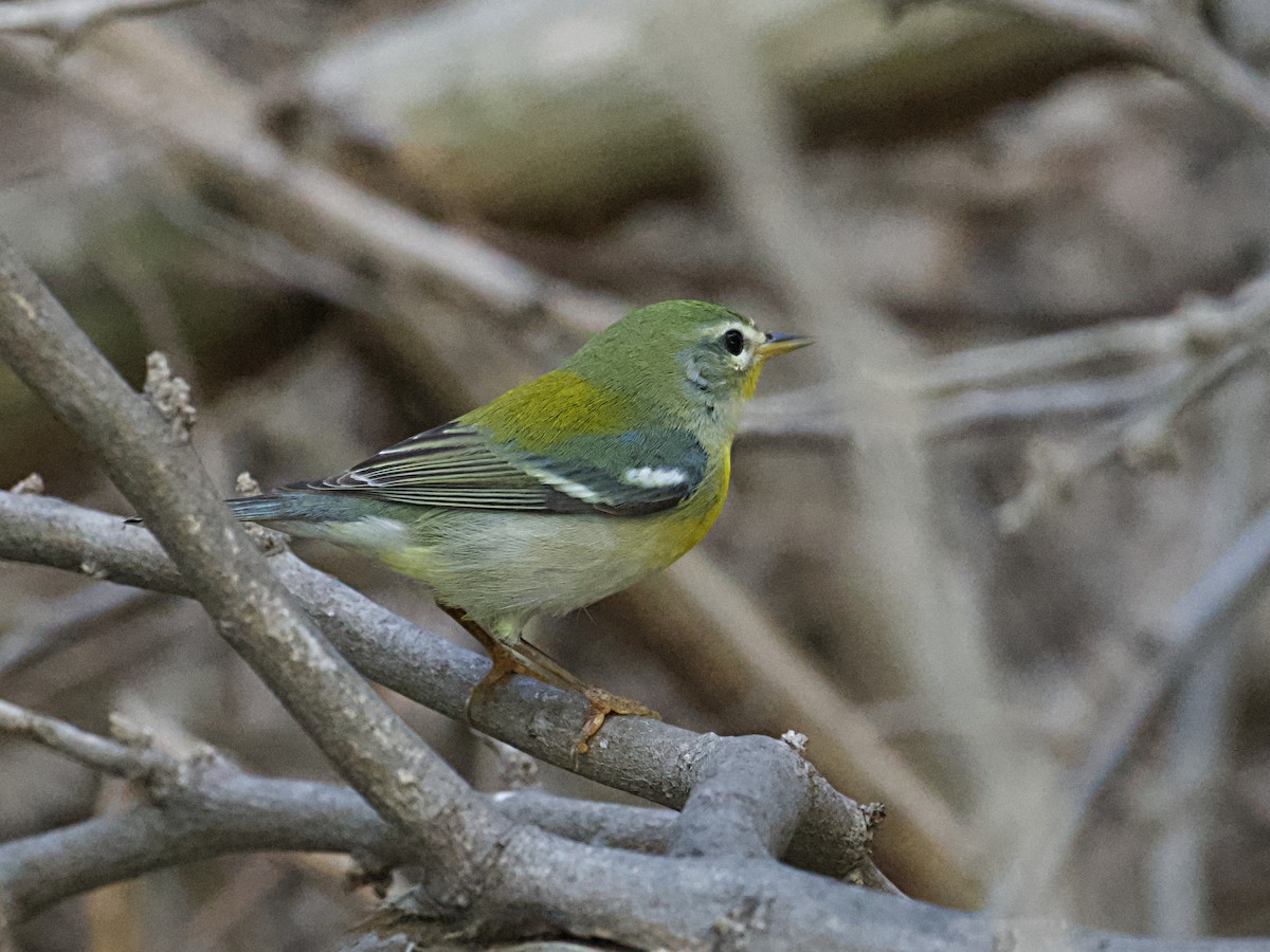 Northern Parula - ML650544817