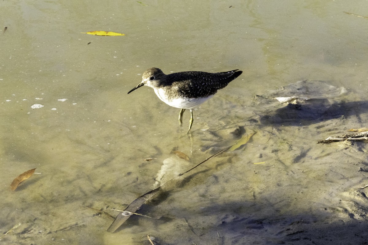Solitary Sandpiper - ML650544889