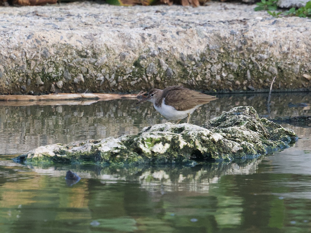 Kuliska orbanduna - ML650545031