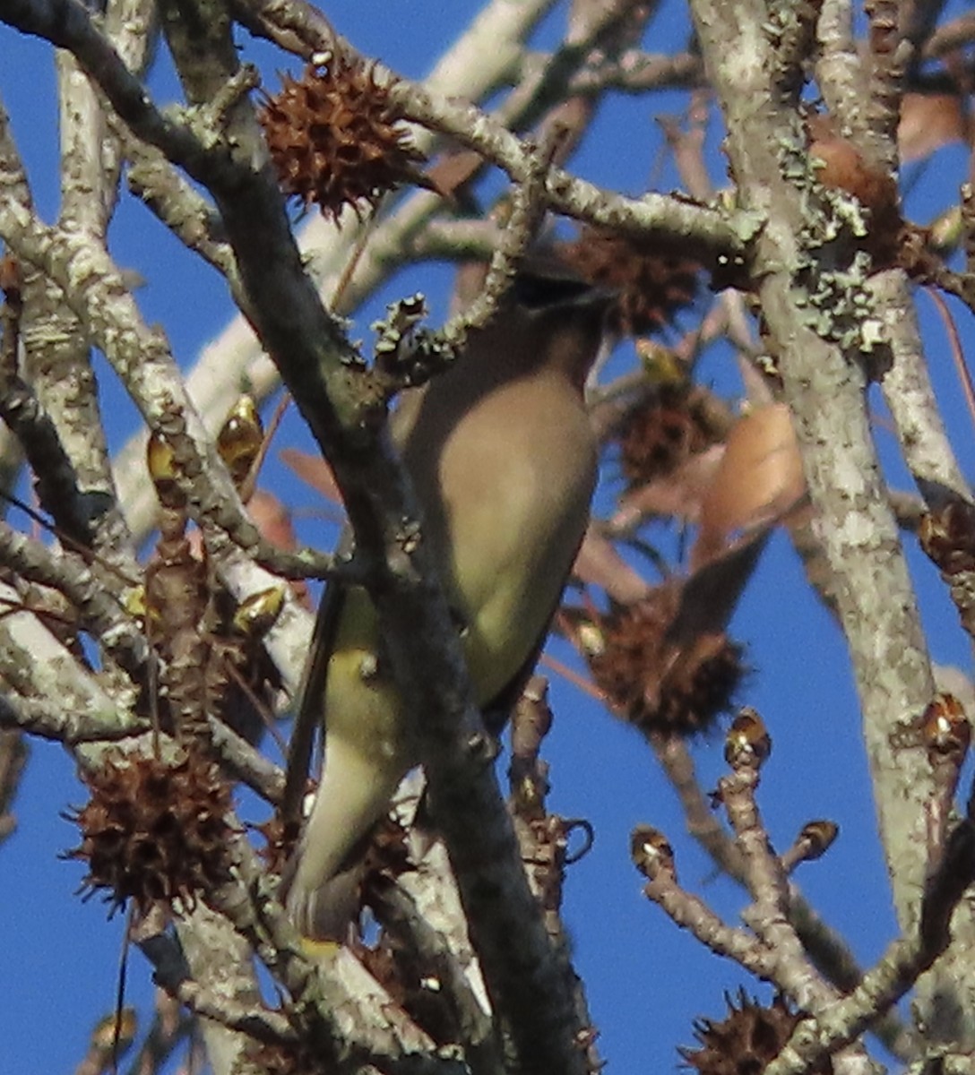 Ampelis Americano - ML650545120