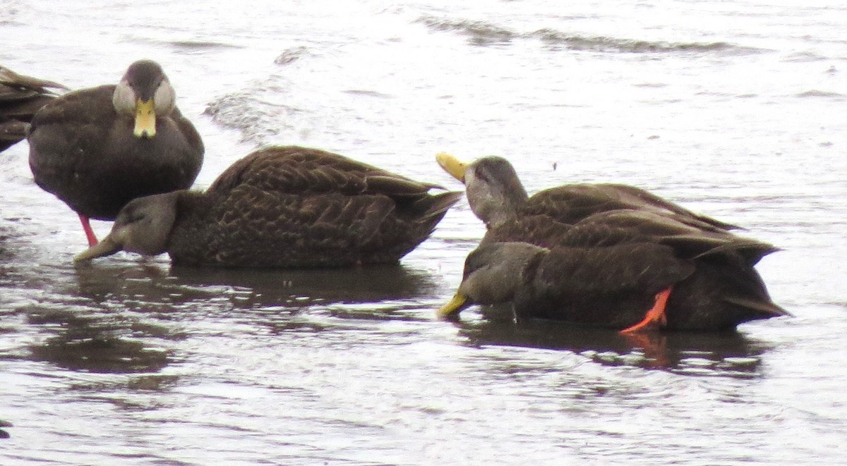 rødfotand - ML650545264