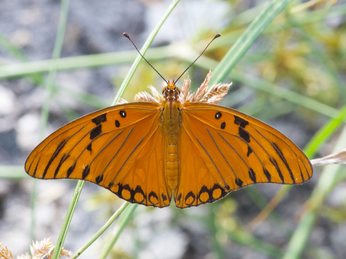 Gulf Fritillary - ML650545325