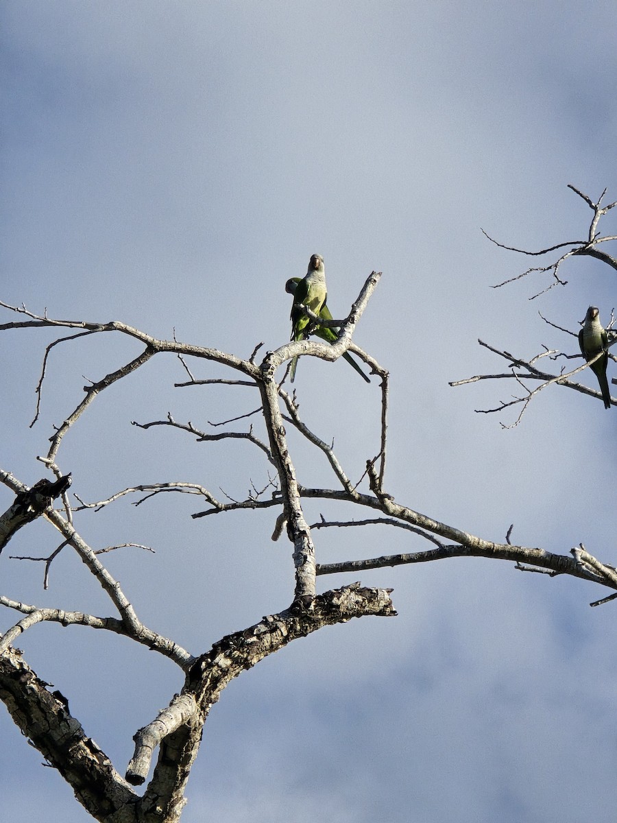 mníšek šedý - ML650545389