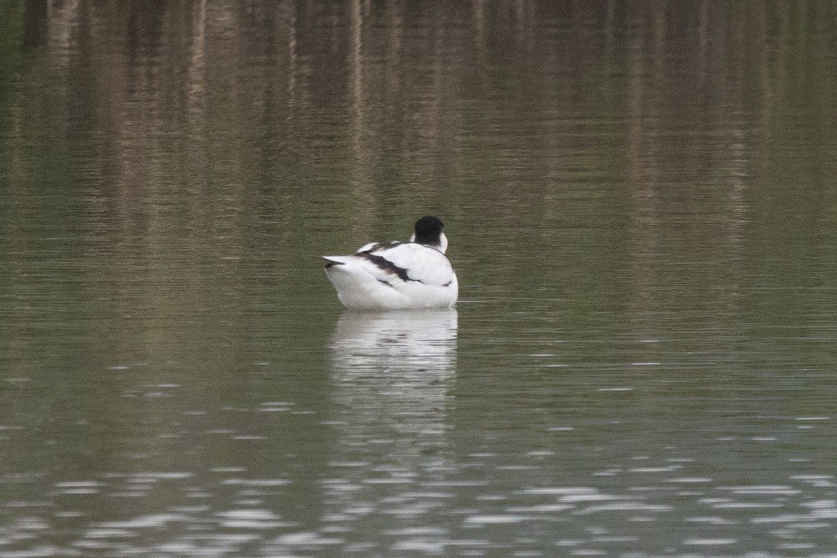 Pied Avocet - ML650545391
