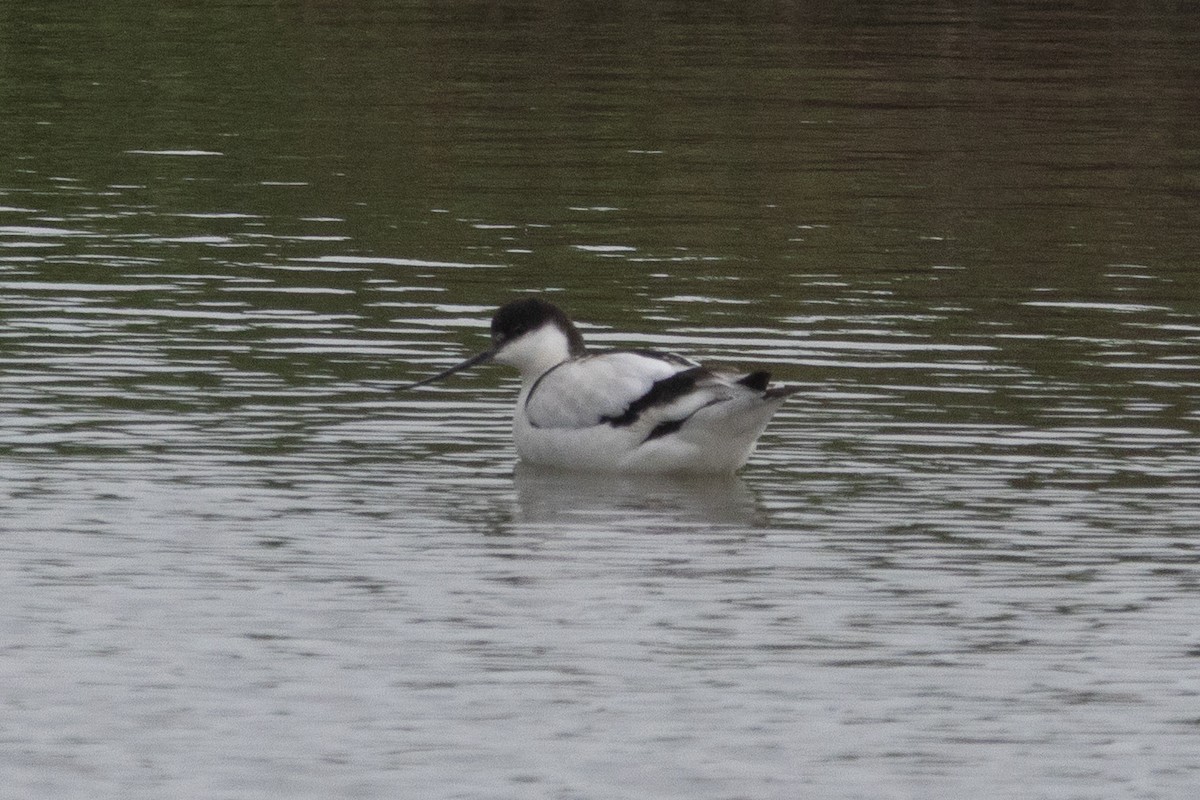 Pied Avocet - ML650545438