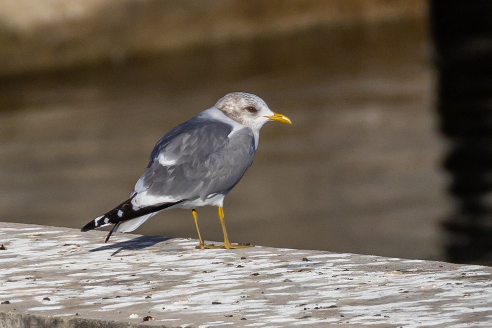 Kurzschnabel-Sturmmöwe - ML650545474