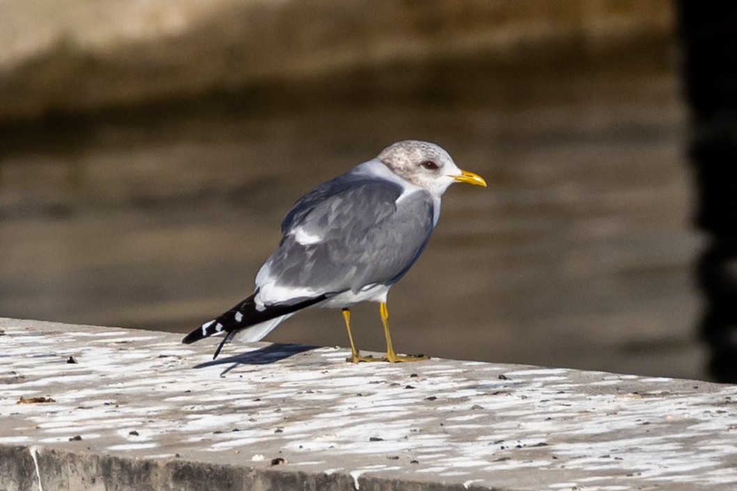 Kurzschnabel-Sturmmöwe - ML650545475