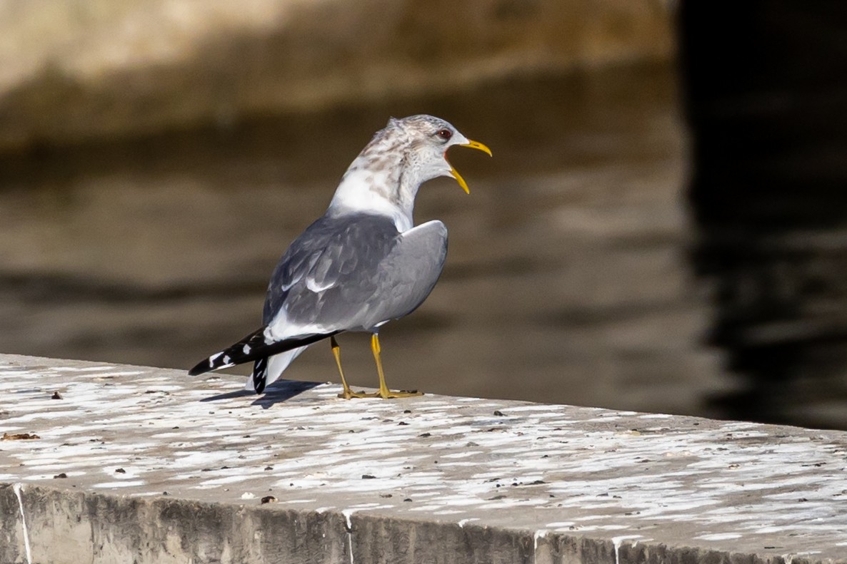 Kurzschnabel-Sturmmöwe - ML650545477