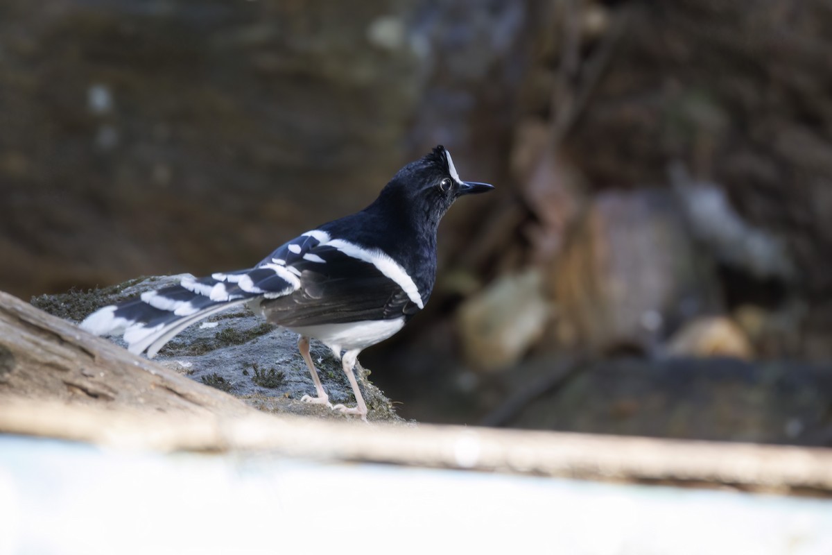 White-crowned Forktail (Northern) - ML650545498