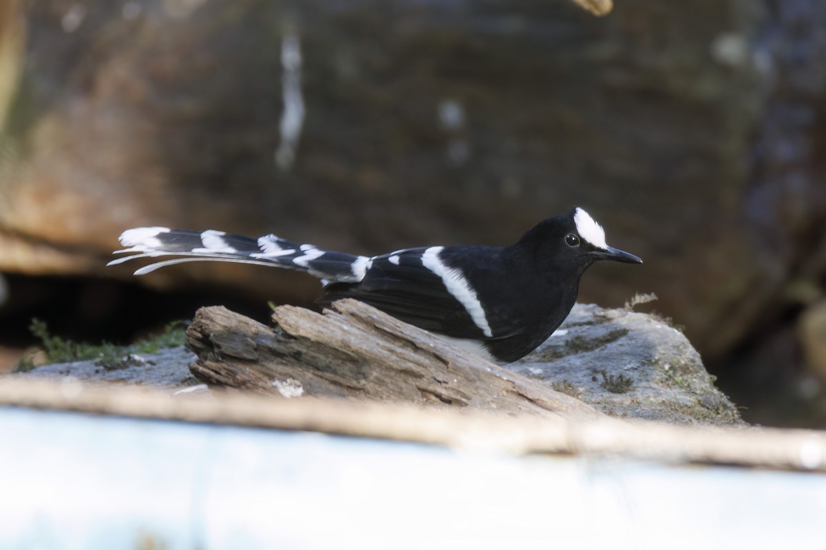 White-crowned Forktail (Northern) - ML650545579