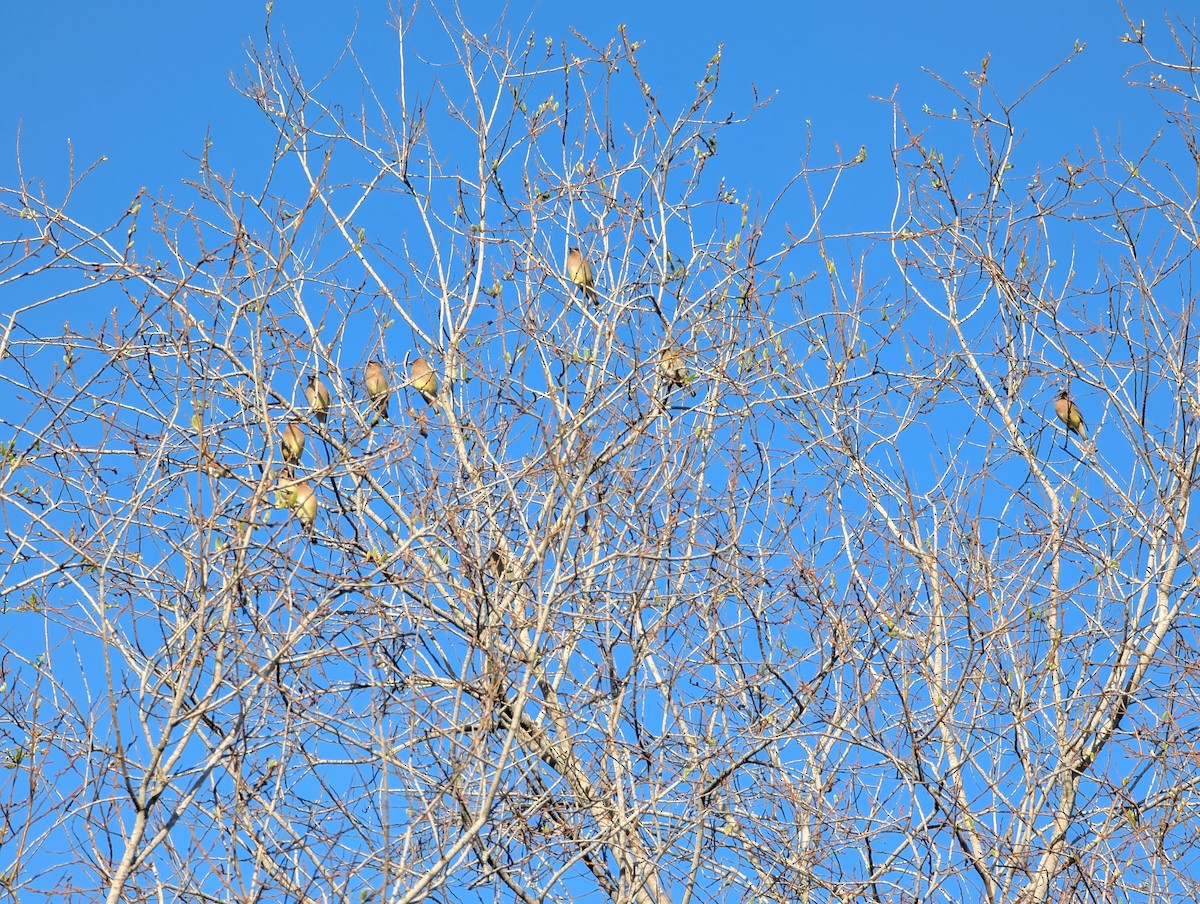 Ampelis Americano - ML650545849