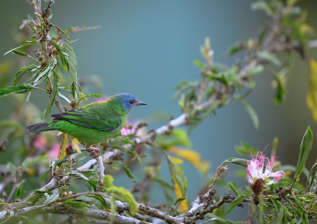 ヒワミツドリ - ML650545958