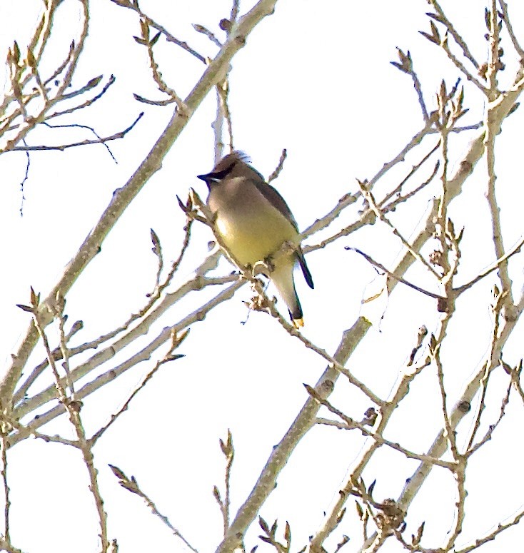 Ampelis Americano - ML650545959