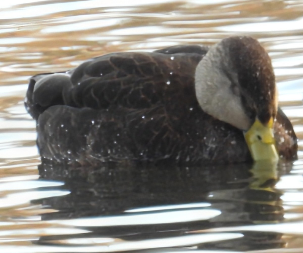 rødfotand - ML650545971