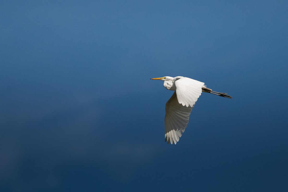 大白鷺 - ML650546231