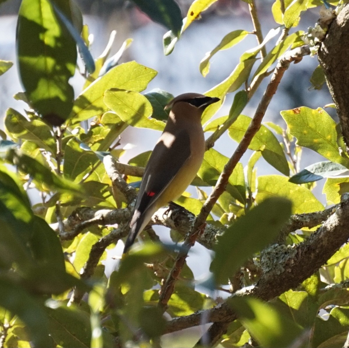 Ampelis Americano - ML650546430