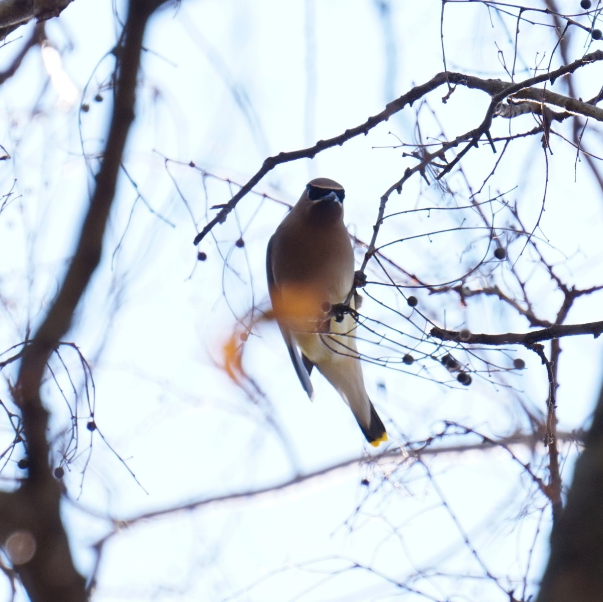 Ampelis Americano - ML650546431