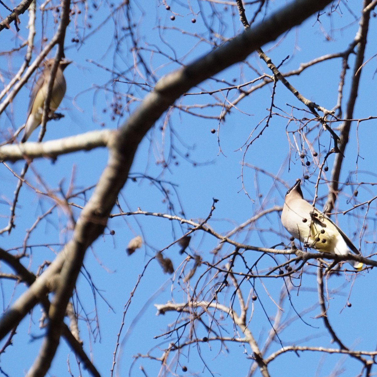 Ampelis Americano - ML650546445