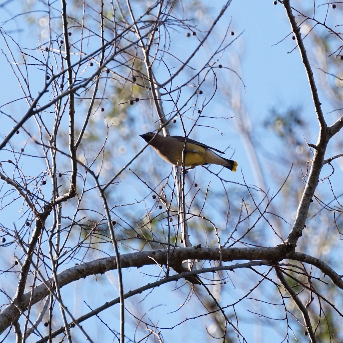 Ampelis Americano - ML650546453