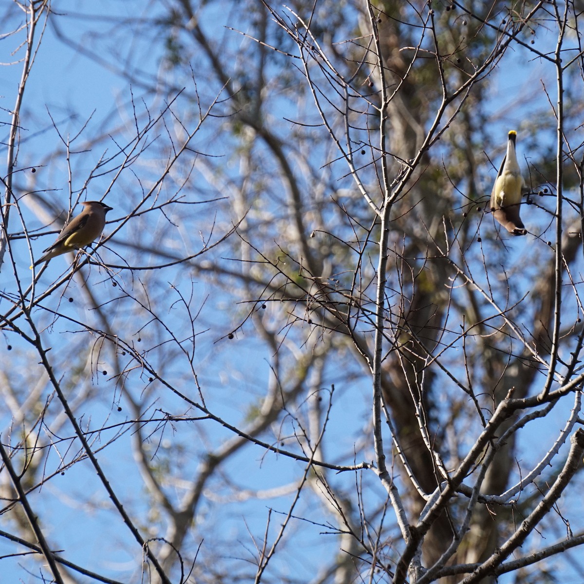 Ampelis Americano - ML650546454