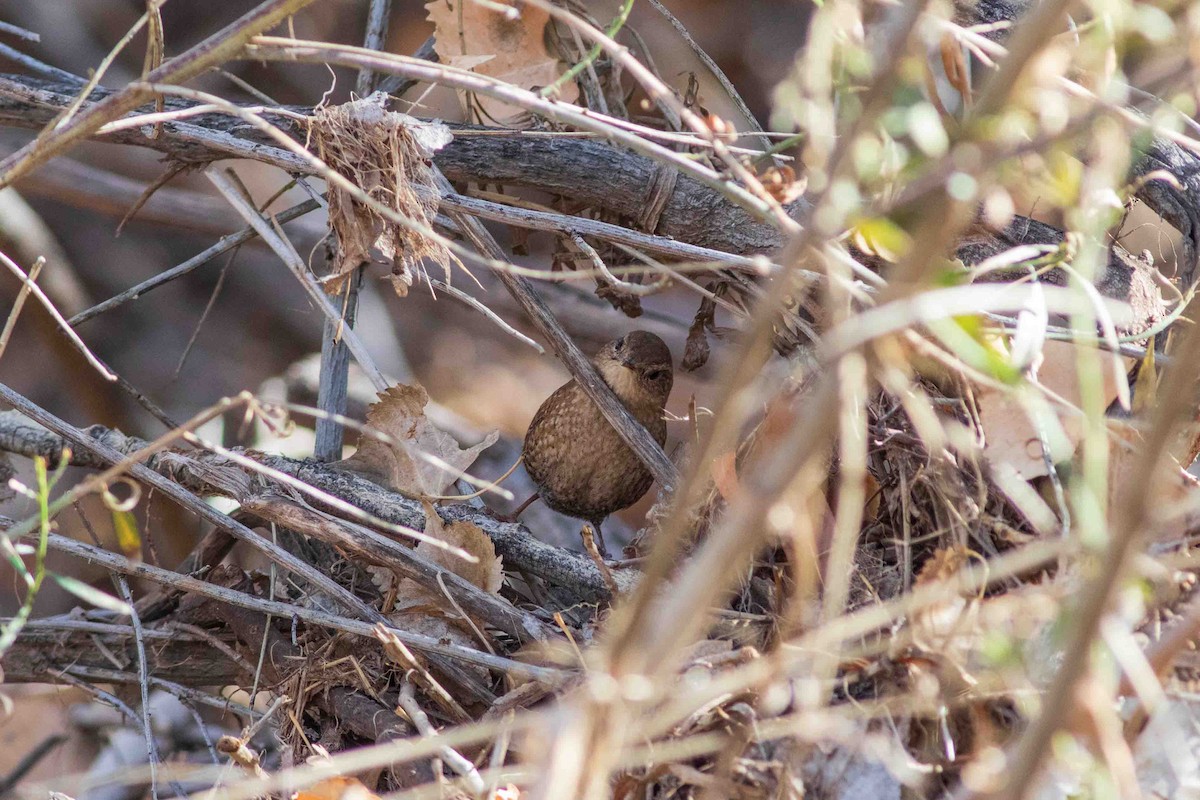 Winter Wren - ML650546456