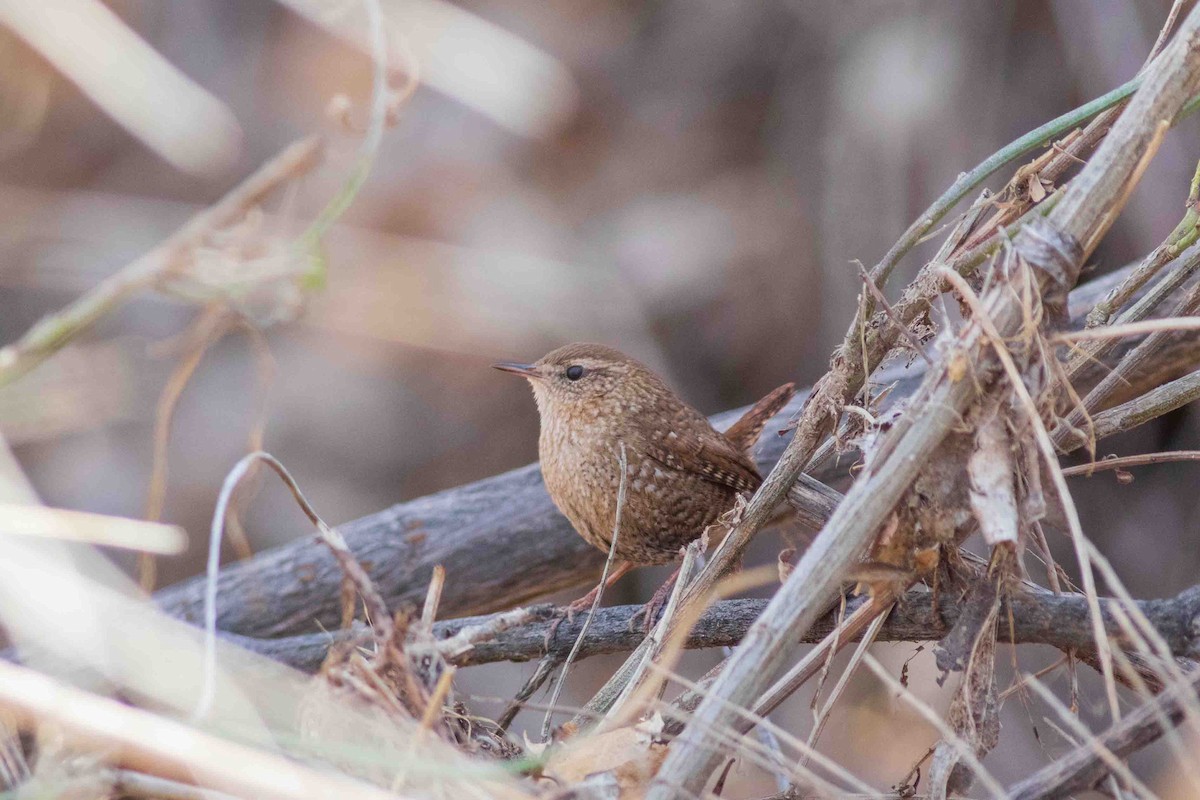 Winter Wren - ML650546457