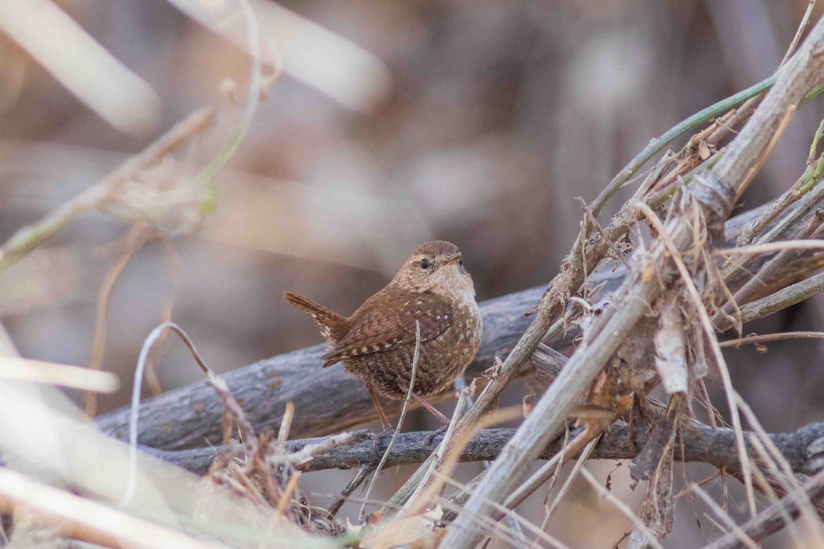 Winter Wren - ML650546458