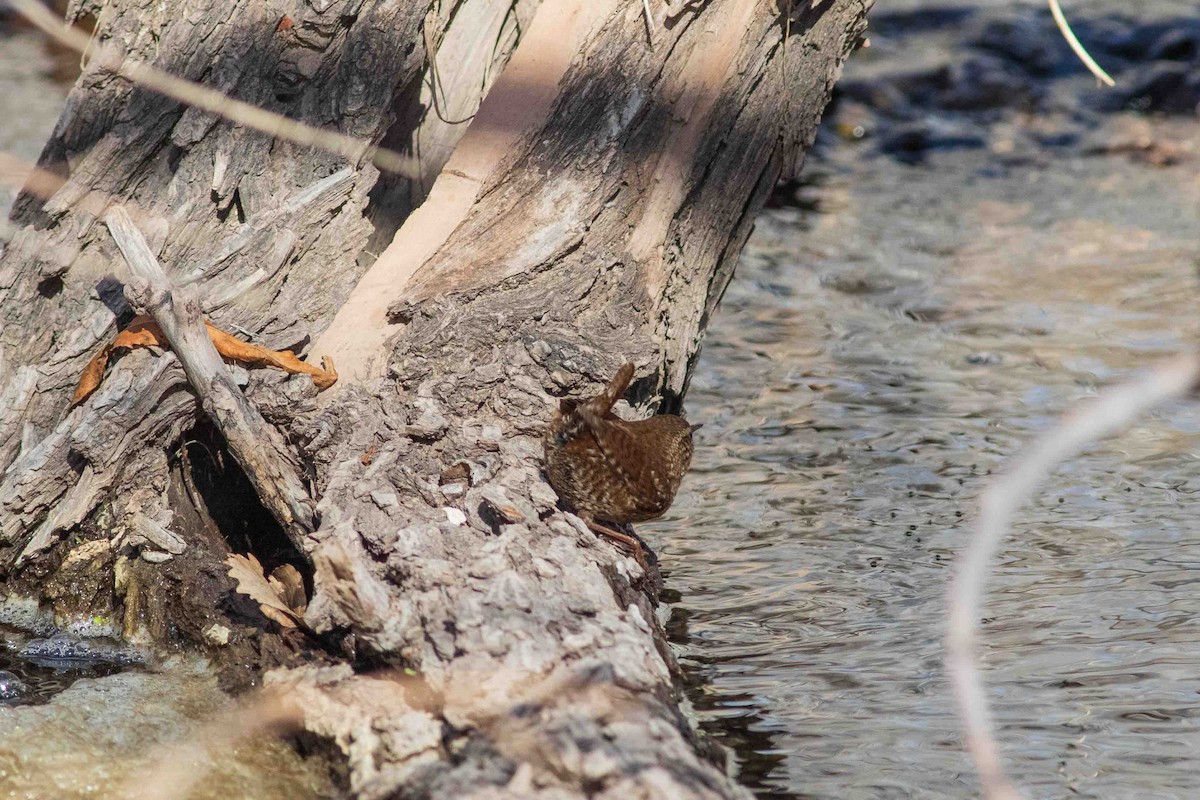 Winter Wren - ML650546460