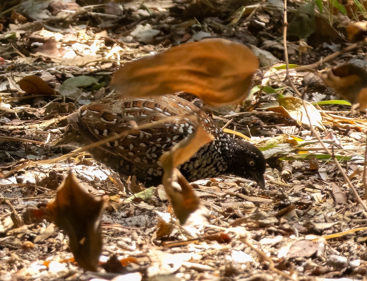 Black-breasted Buttonquail - ML650546469