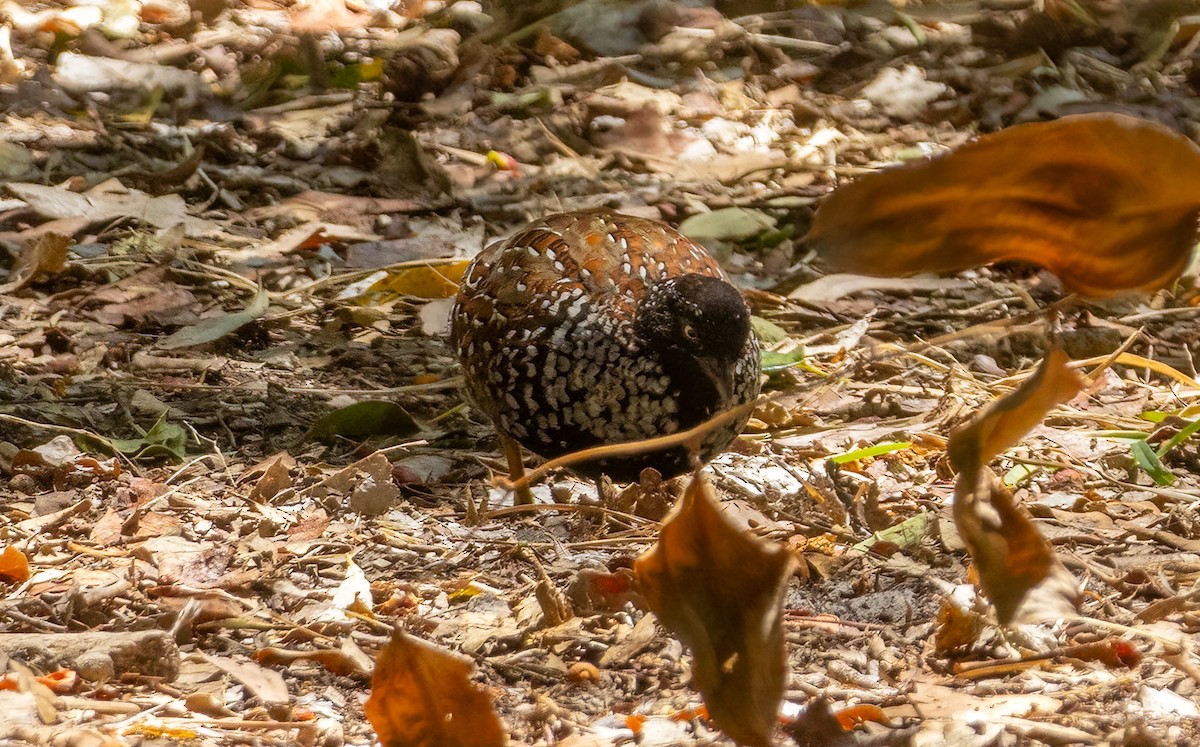 Black-breasted Buttonquail - ML650546471