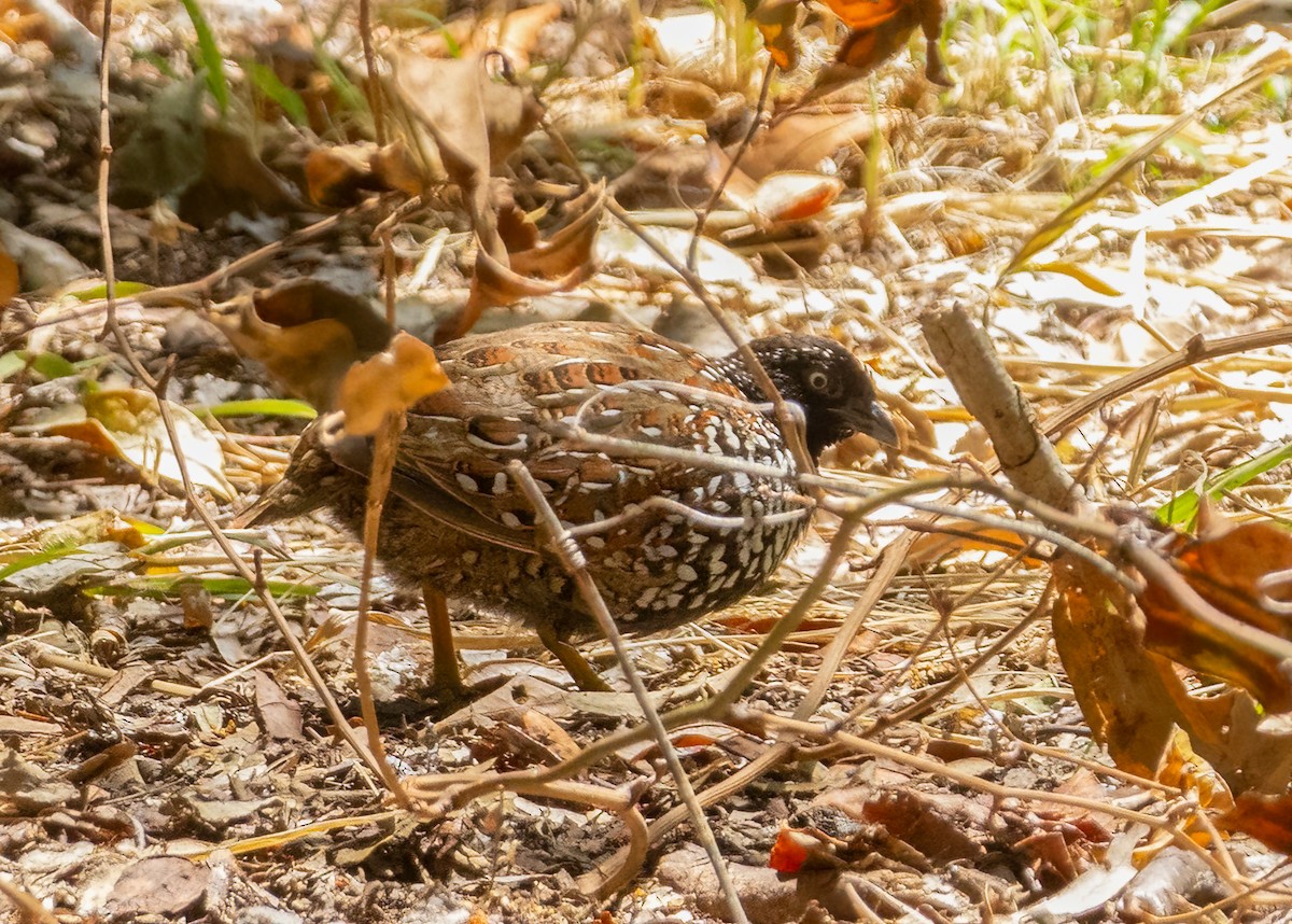 Black-breasted Buttonquail - ML650546472
