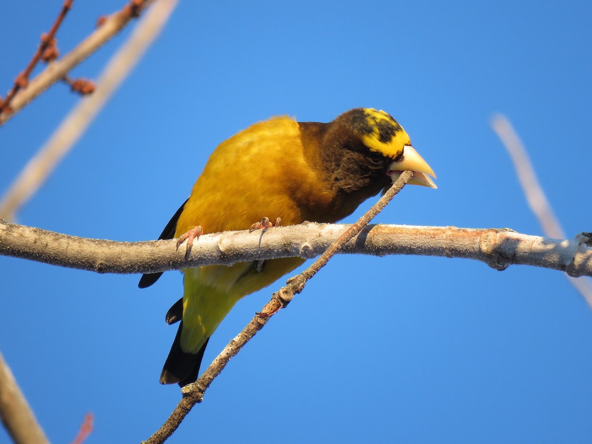 Evening Grosbeak - ML650546495