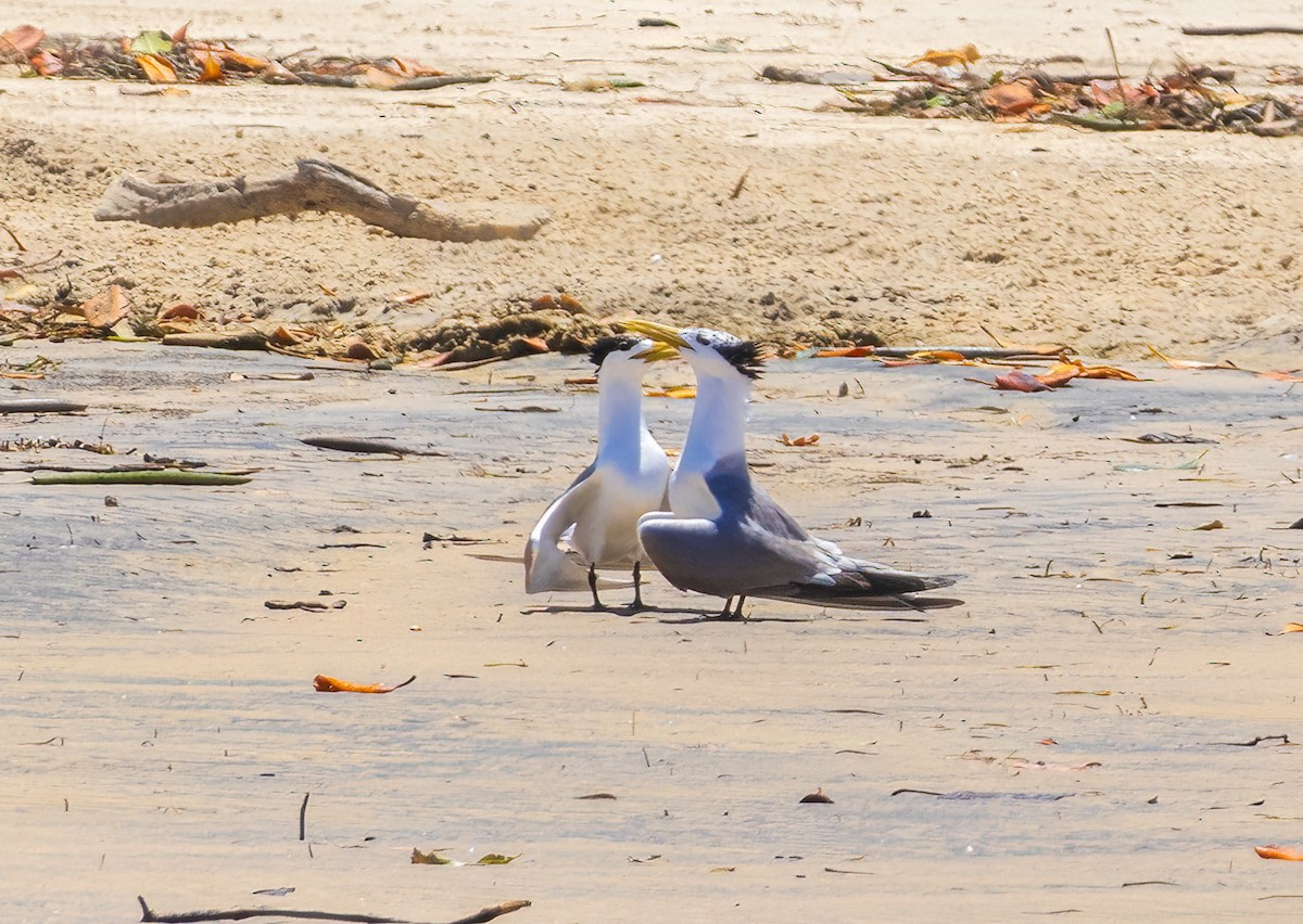שחפית צהובת-מקור - ML650546535